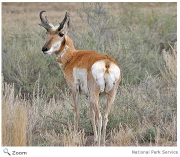 Pronghorn