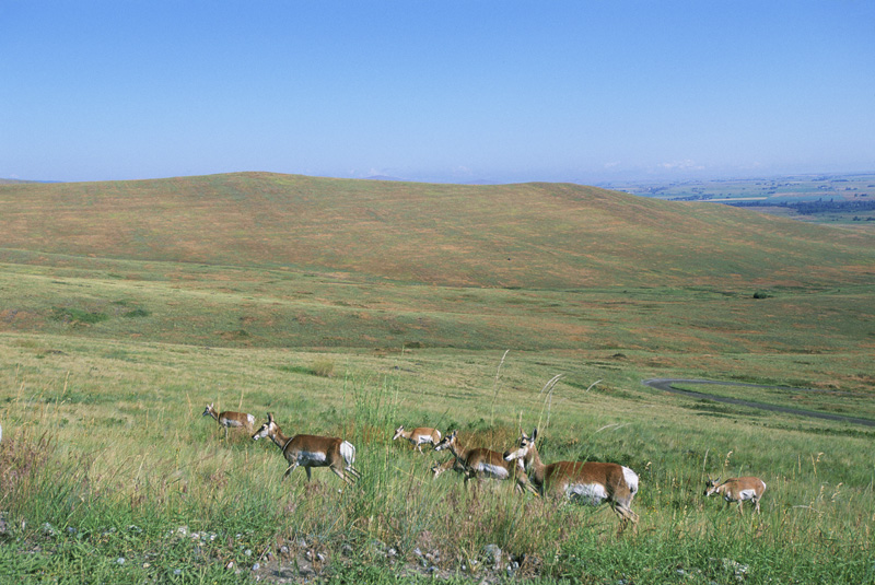 Grasslands - NatureWorks