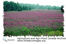 Purple Loosestrife