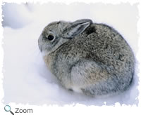 rabbit