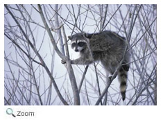raccoon