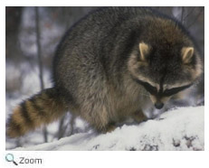 Raccoon