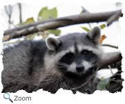 Raccoon