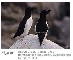 Razorbill