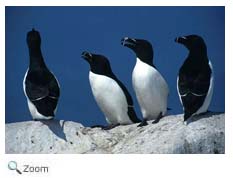 Razorbill