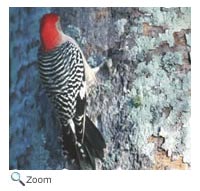 Red-bellied Woodpecker