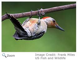 Red-bellied Woodpecker