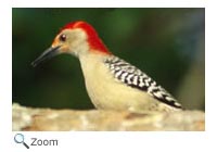 Red-bellied Woodpecker