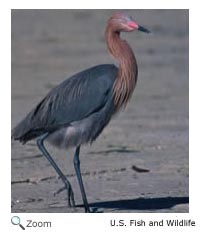 Reddish Egret