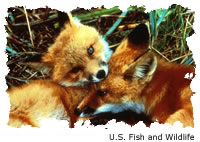 Red Fox