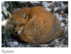 Red Fox