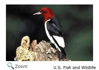 Red-headed Woodpecker