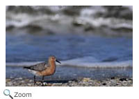 Red Knot