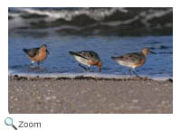 Red Knot