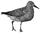 Killdeer