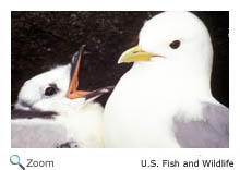 red legged kittiwake