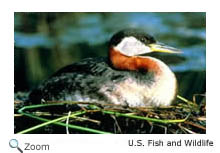 Red-necked Grebe