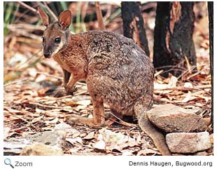 Macropodidae - kangaroos, wallabies | Wildlife Journal Junior