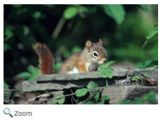 Red Squirrel