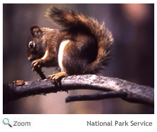 Red Squirrel