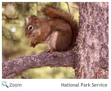 Red Squirrel