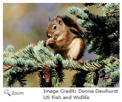 Red Squirrel