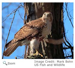 Red-tailed Hawk