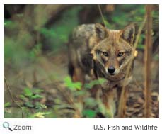 Red Wolf