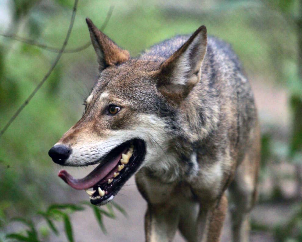 Red Wolf - Canis rufus - NatureWorks