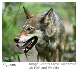 Florida Panther