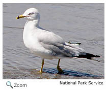 Ring-billed Gull
