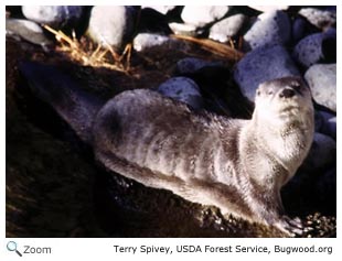 River Otter