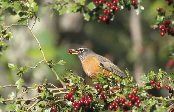 american robin turdus migratorius wildlife journal junior american robin turdus migratorius wildlife journal junior