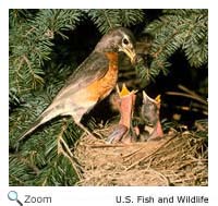 American Robin