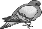 rock pigeon