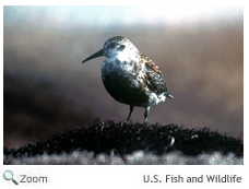 rock sandpiper