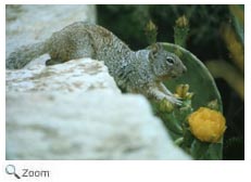 Rock Squirrel