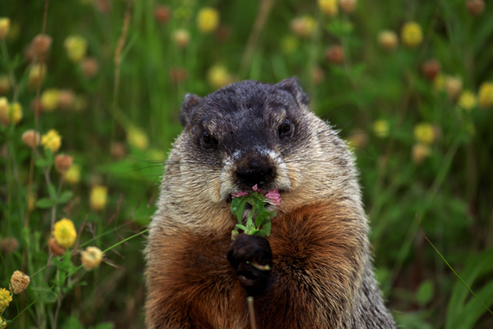 Rodentia - gophers, mice, rats, squirrels, porcupines, beavers, chipmunks |  Wildlife Journal Junior
