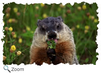 rodent