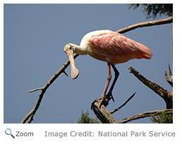 Roseate Spoonbill