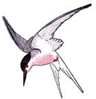 Roseate Tern