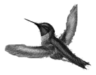 Ruby-throated Hummingbird