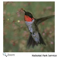Ruby-throated Hummingbird