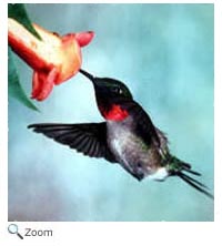 Ruby-throated Hummingbird