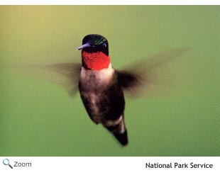 Ruby-throated Hummingbird