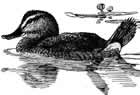 Ruddy Duck