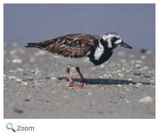 Ruddy Turnstone