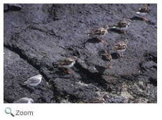 Ruddy Turnstone