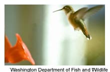 rufous sided hummingbird
