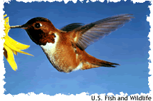 rufous sided hummingbird